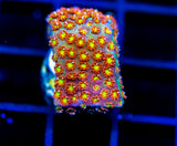 JF KALEIDOSCOPE GONI