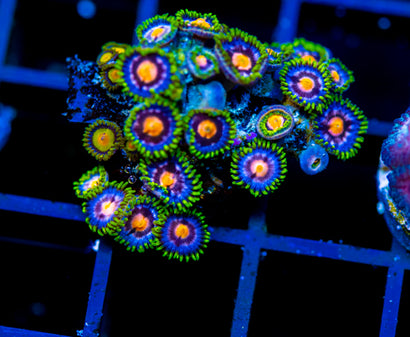 ASS MONKEYS ZOAS