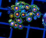ASS MONKEYS ZOAS