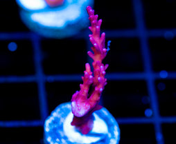 TYREE RED DRAGON ACRO