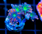 JF ORANGE INFUSED RAINBOW CLOVES