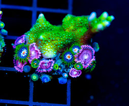 JF GREEN DIGI COMBO XL FRAG