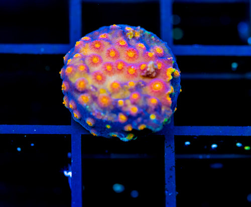 JF PARTY CRASHER CYPHASTREA