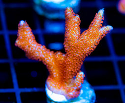 JF SUNTAN DIGI XL FRAG