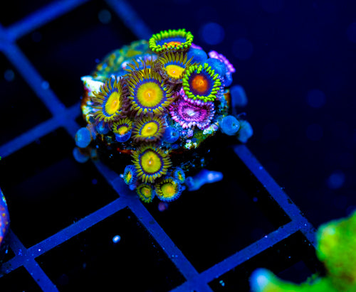 JF SUNFLOWER ZOAS COMBO