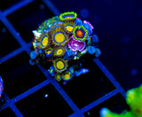 JF SUNFLOWER ZOAS COMBO