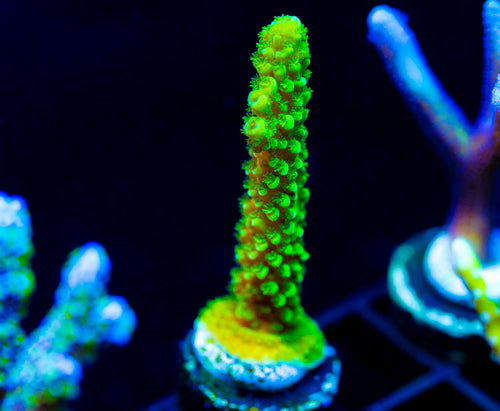 GREEN SLIMER ACRO