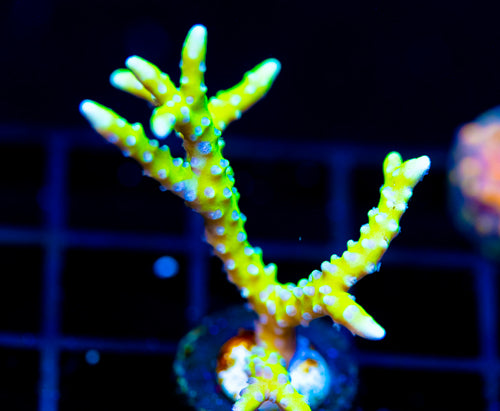 BR GREEN GOBLIN ANACROPORA