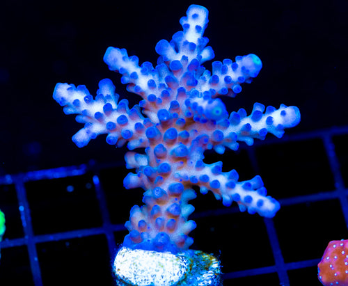 WWC YELLOW TIPS ACRO XXL FRAG
