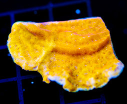 JF BLINDING ORANGE LEPTO XL FRAG