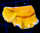 JF BLINDING ORANGE LEPTO XL FRAG