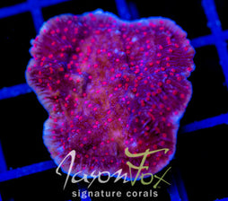 RRC RED ROSES  MONTI CAP