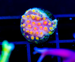 JF PARTY CRASHER CYPHASTREA