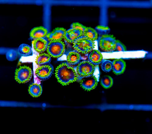 JF DRAGON EYES ZOAS