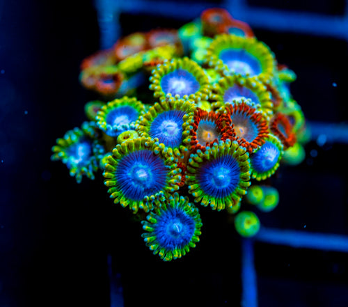 JF ZOA BOUQUET
