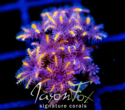 JF TANGERINE TWISTERS CLOVES