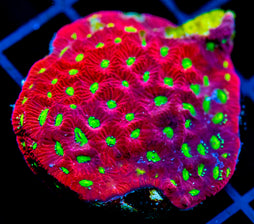 JF DEVILS BREW FAVIA XL FRAG