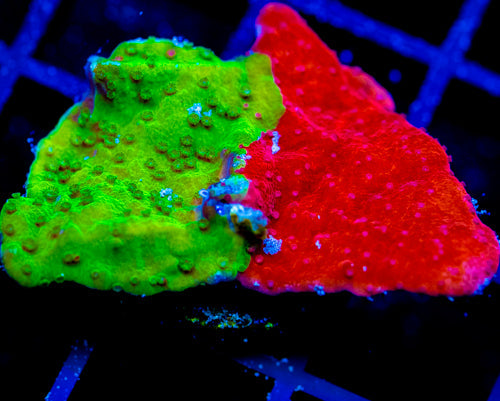 WWC GRAFTED TURBICULATA