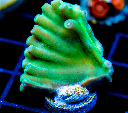 JF GREEN HERO TURBINARIA