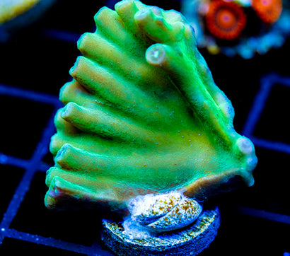 JF GREEN HERO TURBINARIA