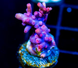 JF PINK BRANCHING CYPHASTREA