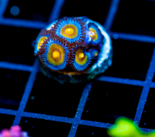 JF WOLVERINE ZOAS