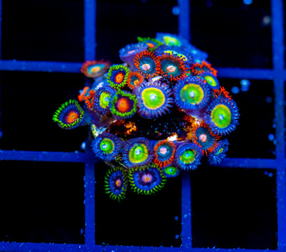 JF DRAGON EYES ZOAS COMBO