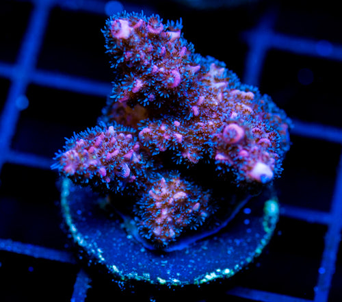 HUGOS RAINBOW STAG XL FRAG