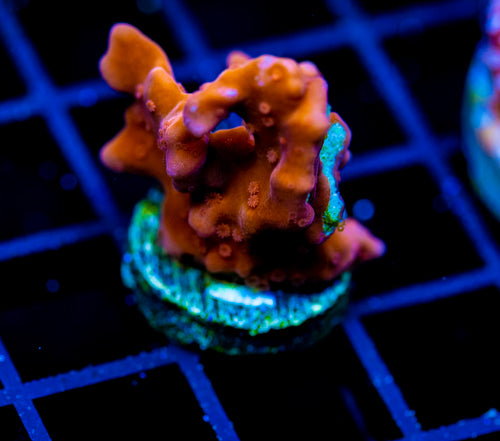 JF BLACK LIGHT SETOSA