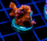 JF BLACK LIGHT SETOSA