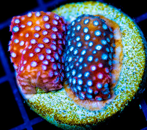 JF FENDER BENDER CYPHASTREA