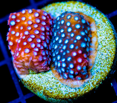 JF FENDER BENDER CYPHASTREA
