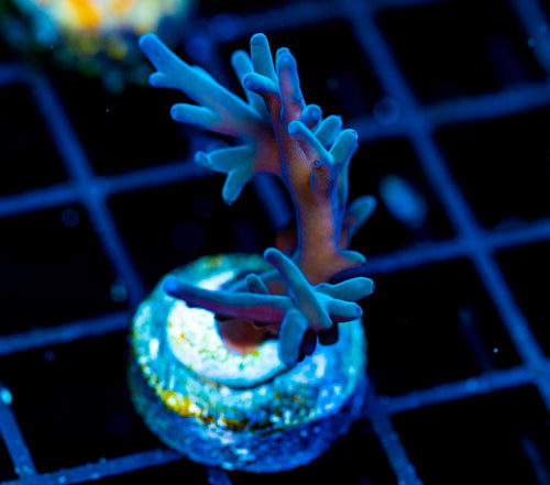 JF SKY BLUE TURAKI