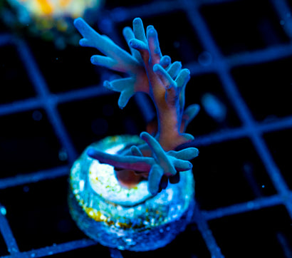 JF SKY BLUE TURAKI
