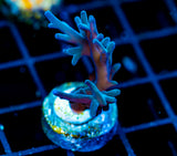 JF SKY BLUE TURAKI