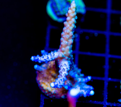 JF BARNEY ACRO XL FRAG