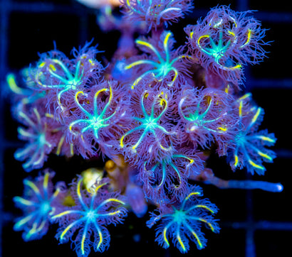 JF YELLOW INFUSED RAINBOW CLOVES COMBO XL FRAG