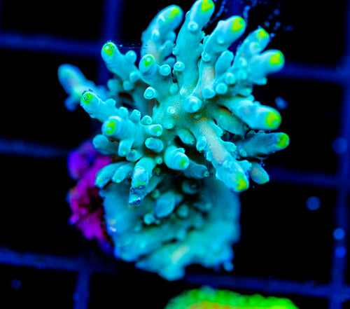 JF RADIANT STAG XXL FRAG