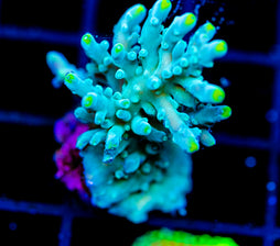 JF RADIANT STAG XXL FRAG
