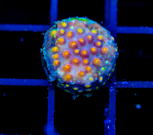 JF PARTY CRASHER CYPHASTREA