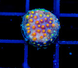 JF PARTY CRASHER CYPHASTREA