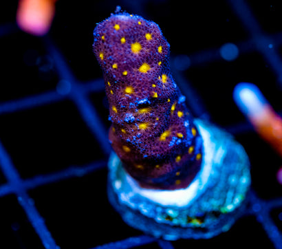 JF OUTER SPACE PSAMMACORA