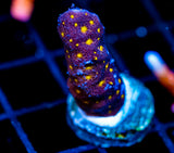 JF OUTER SPACE PSAMMACORA