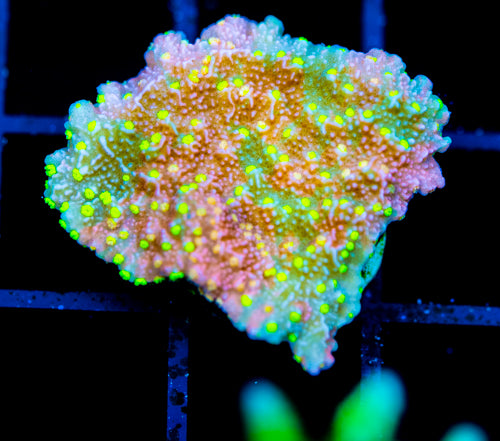 JF GRAFTED SUN MONTI