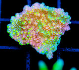 JF GRAFTED SUN MONTI
