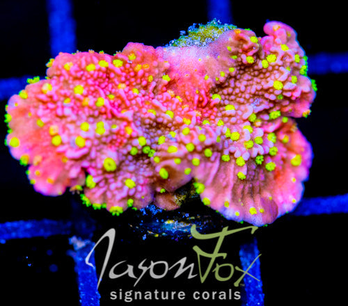 JF GRAFTED SUN MONTI