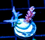 RRC PINK CADILLAC ACRO COMBO