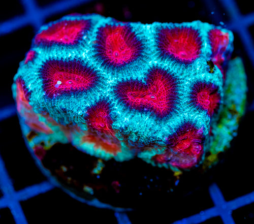 JF FIERY RED FAVIA XL FRAG