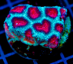 JF FIERY RED FAVIA XL FRAG