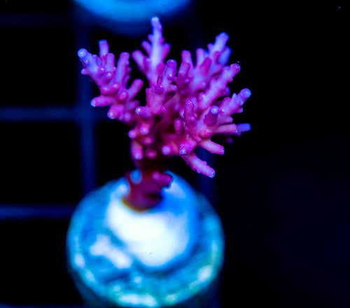 TYREE RED DRAGON ACRO XL FRAG